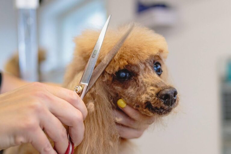 Dog Grooming Tips: 10 Tips to Keep Your Pet Looking and Feeling Great