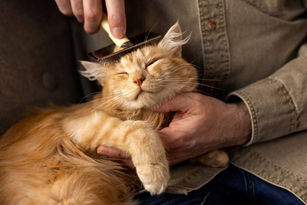 Caring for Your Cat