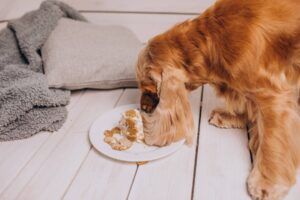 A Complete Guide to Dog Nutrition and Diet