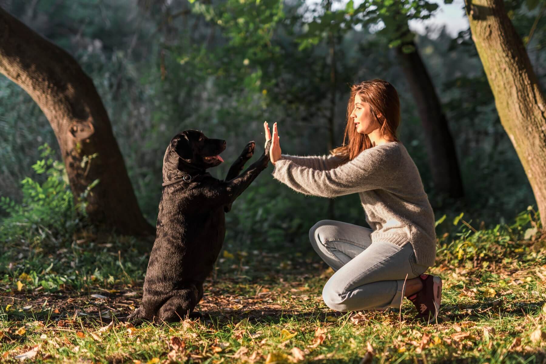 Every Dog Should Learn for a Happy and Well-Behaved Pet